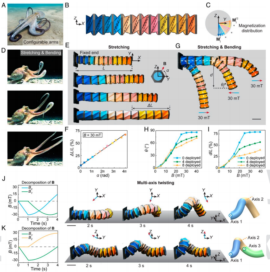 折纸机械臂模拟章鱼进行收缩、展开、弯曲  图片来源于论文