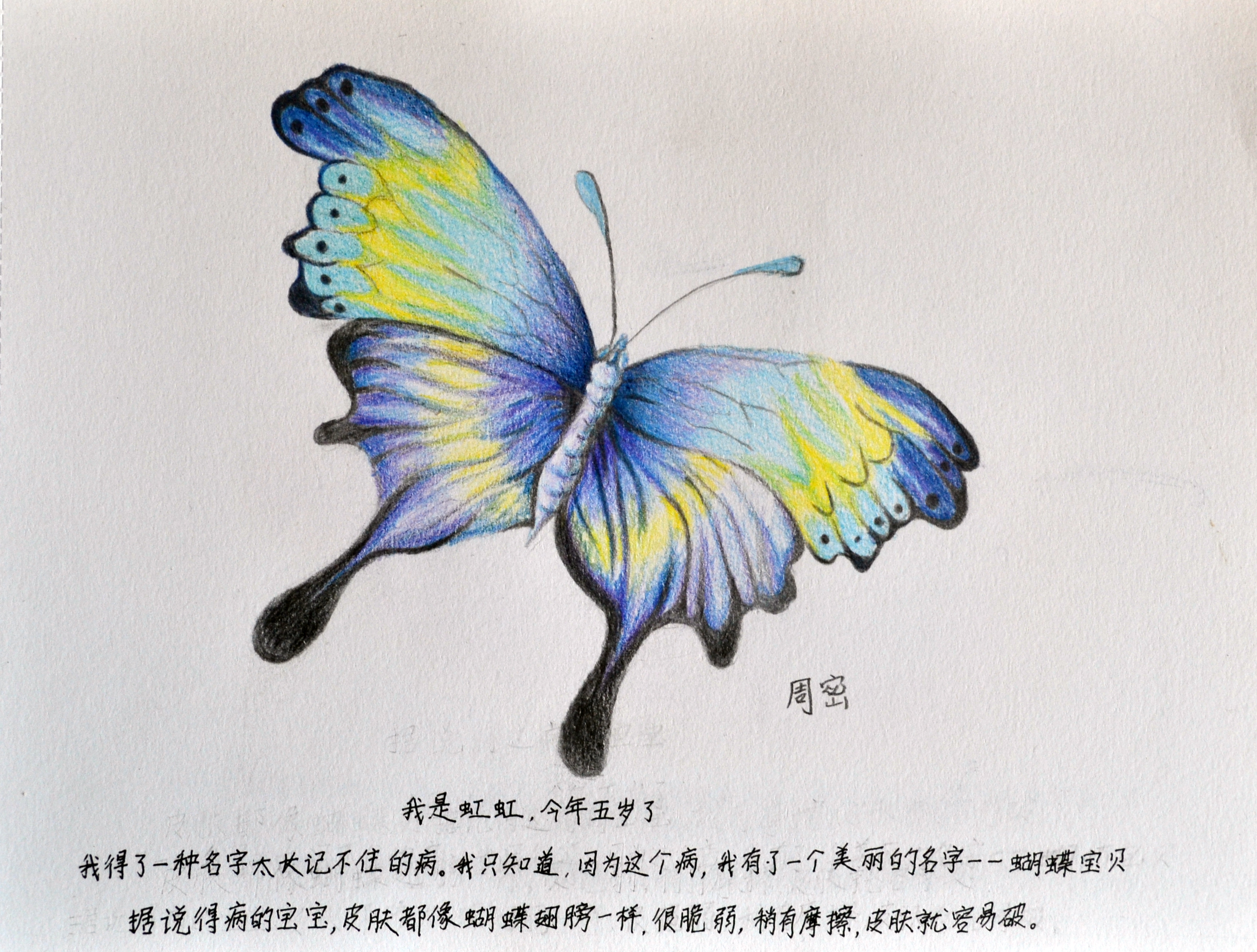 周密的画作：蝴蝶宝贝。