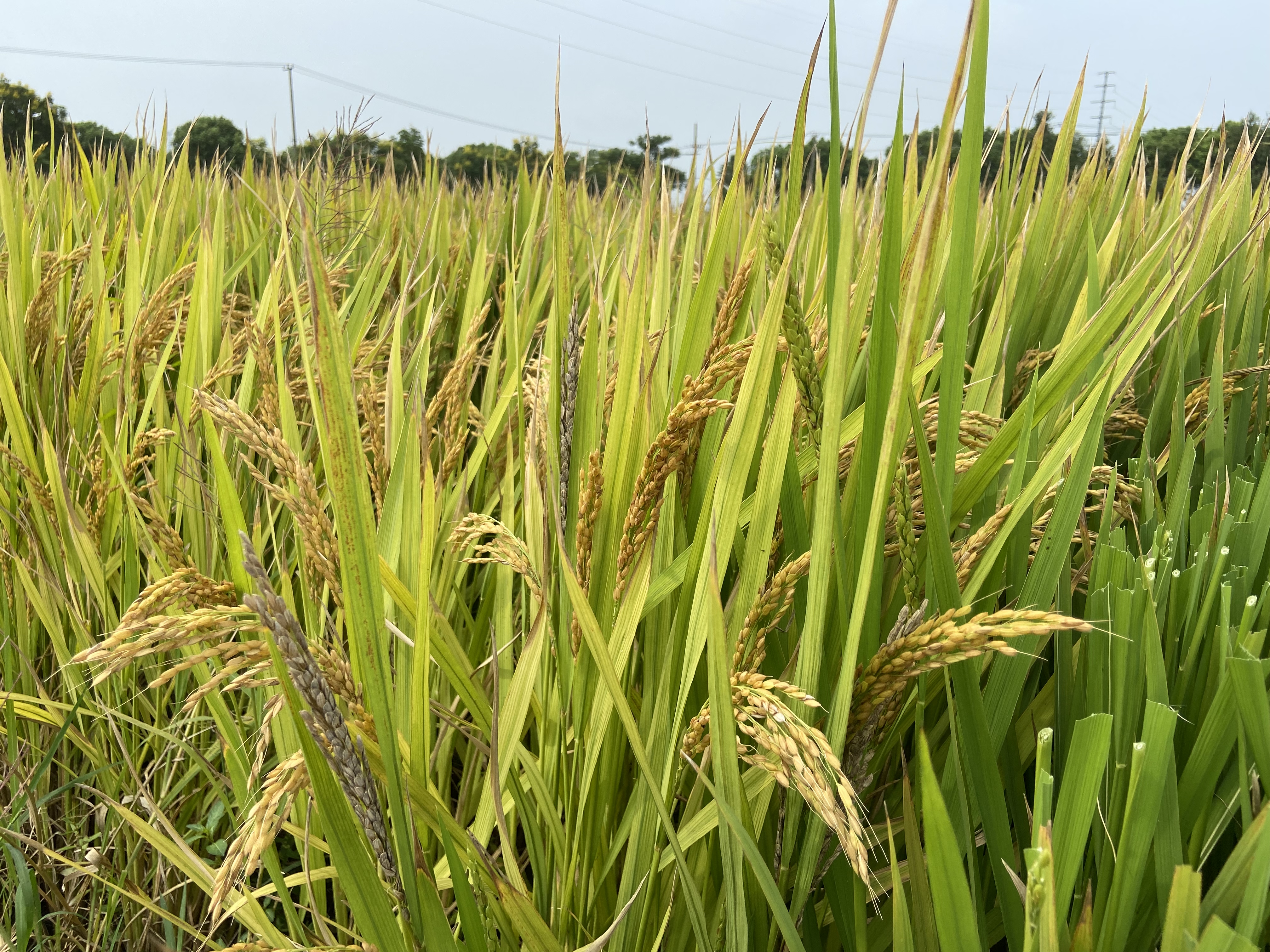 松江大米早熟品种迎来成熟期