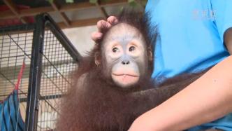 开学日期临近，上海动物园的猩猩“黑妞”上幼儿园啦