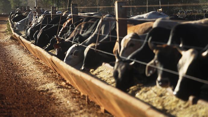 巴西發現瘋牛病病例，暫停對華牛肉出口