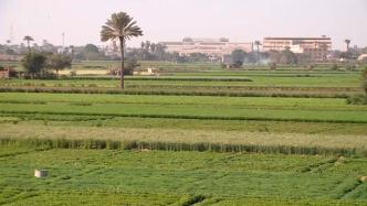 埃及已完成两千余公里的农业灌溉渠道改造，进程超1/4