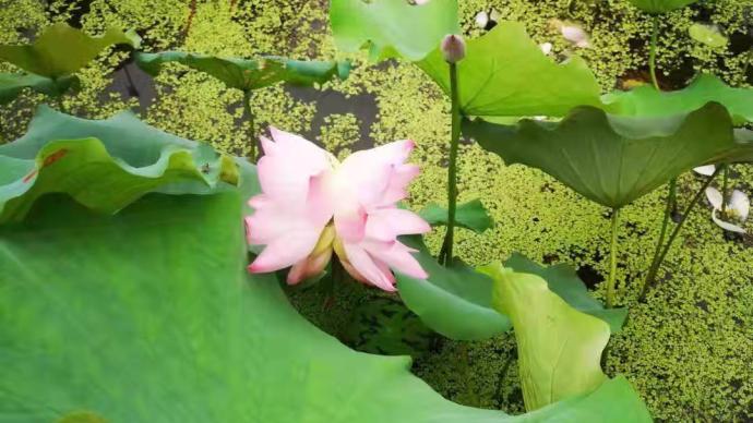 好運(yùn)“蓮蓮”！上海浦江郊野公園現(xiàn)罕見并蒂蓮