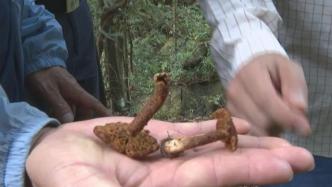 广东祖孙三人吃毒蘑菇死亡，专家：可能吃了致死率70%红菇
