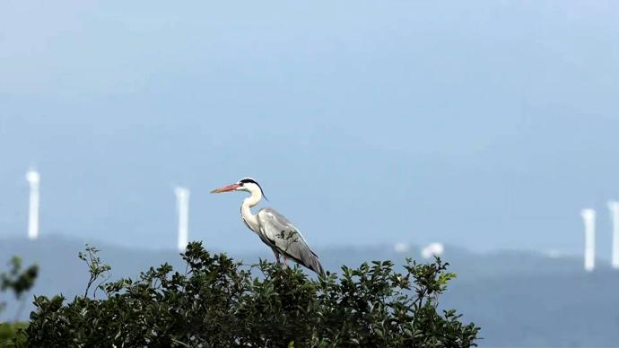 鄱阳湖畔“苍鹭村”：人与苍鹭和谐共生