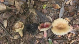 广东祖孙3人食用毒蘑菇致死，专家上山调查发现两种毒红菇