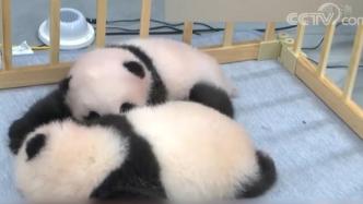 体重均超4千克，日本上野动物园公布大熊猫双胞胎最新影像