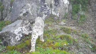 四川王朗国家级自然保护区发现雪豹，系该保护区首次发现