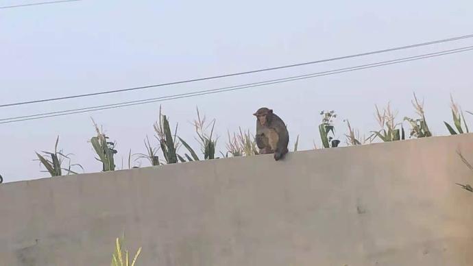 猕猴闯入村庄觅食咬死家禽，村民：抓捕时还被它打脸