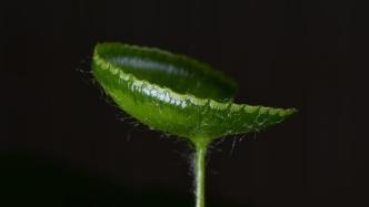 荷叶铁线蕨首次列入国家保护植物名录，辰山植物园有五千余株