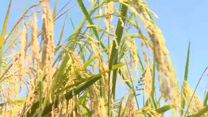 荆门“巨型稻”丰收：平均株高1.8米单株穗超300粒