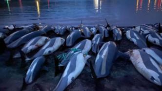 1428只海豚被捕杀，法罗群岛将对海豚捕捞的未来进行评估