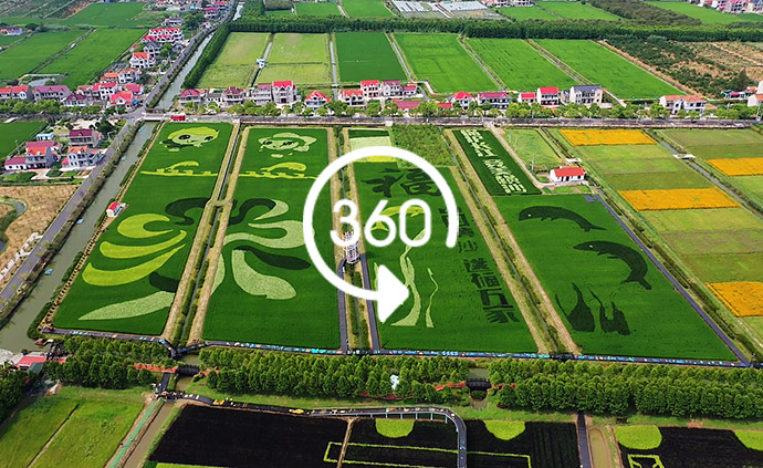 360°全景｜五谷豐登，上海橫沙島“中國農民豐收節”搶先看