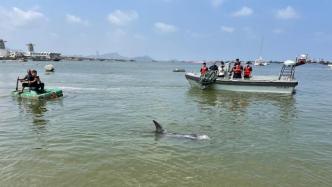 长2.5米重500斤的伪虎鲸搁浅，连云港出动二十余人救援