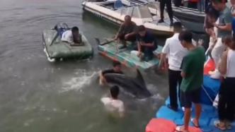 2.5米长，500斤重！伪虎鲸受伤搁浅连云港海域获救