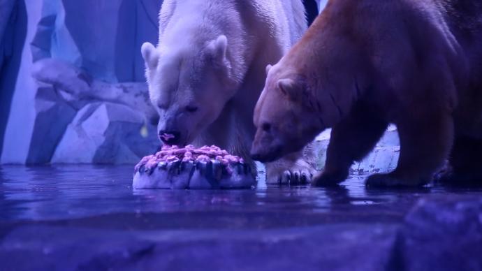 北极熊吃五仁大月饼，海洋动物们也来感受中秋节