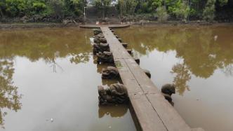 泸县地震震中：600多岁的龙脑桥安然无恙