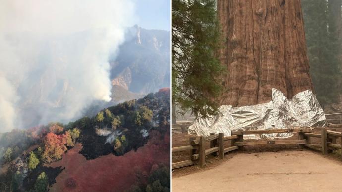 美国加州山火肆虐，巨型红杉穿上“防火衣”