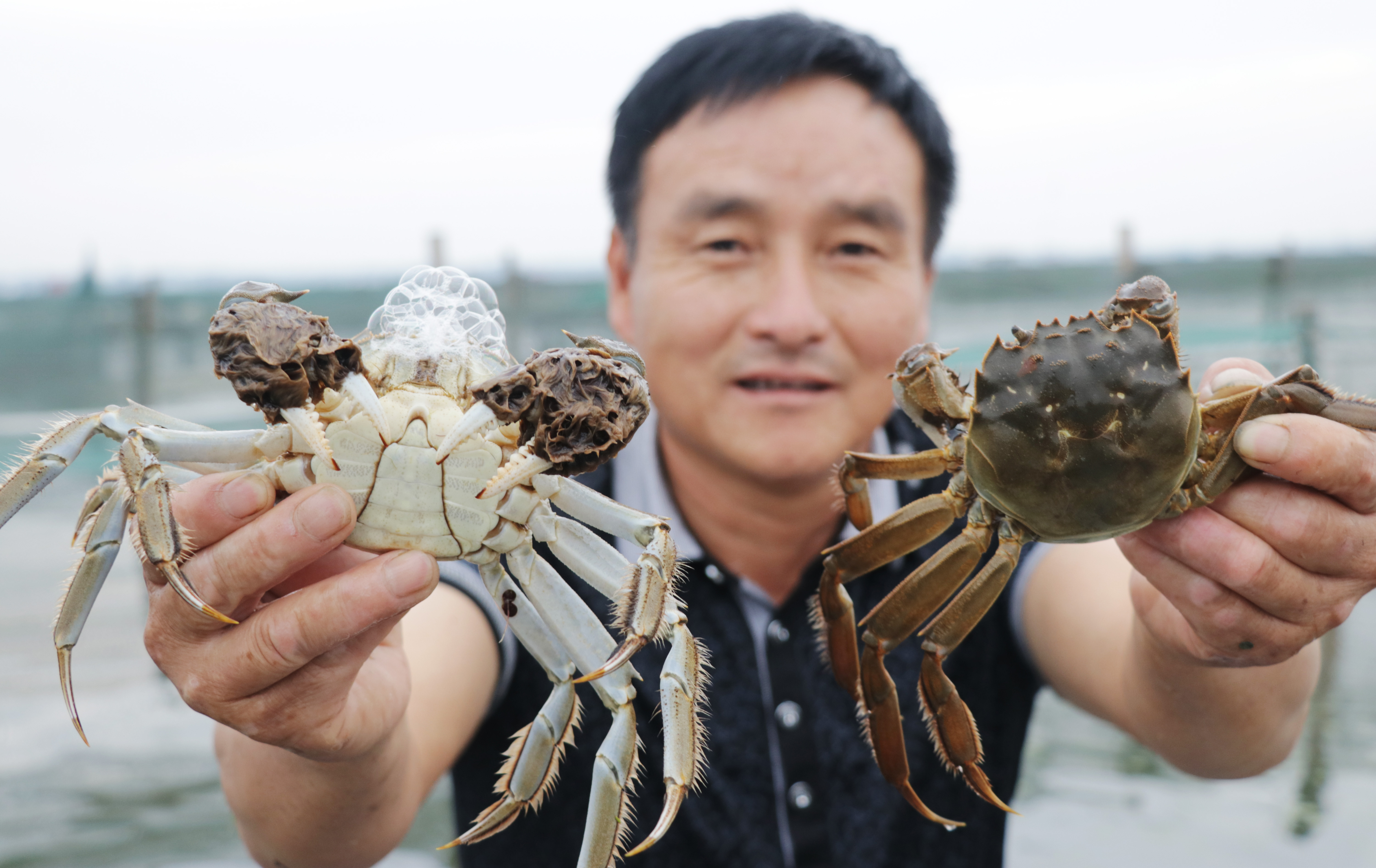 阳澄湖大闸蟹 现场图片