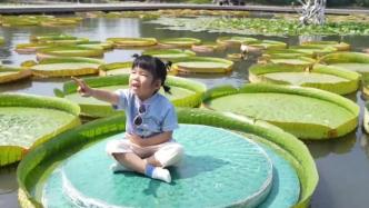 上海：萌娃坐王蓮體驗水上漂，網友：為什么我不是個寶寶