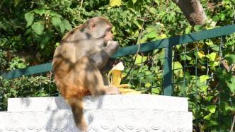 “神奇”的动物在上海丨大金山岛有座“花果山”！猕猴乐逍遥