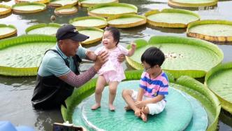上海辰山植物園保留節(jié)目中秋上演啦：百變萌娃坐王蓮