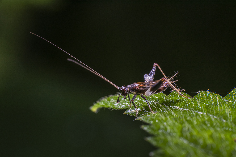 蟋蟀科摄影作品图片