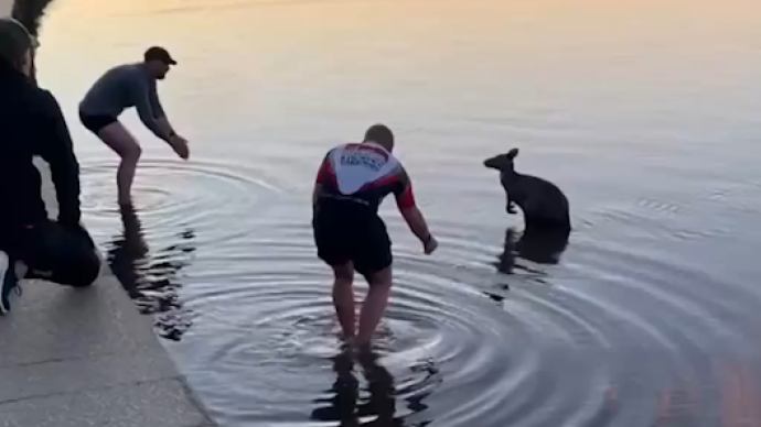 救出湖中“瑟瑟发抖”的袋鼠，澳大利亚男子被称英雄