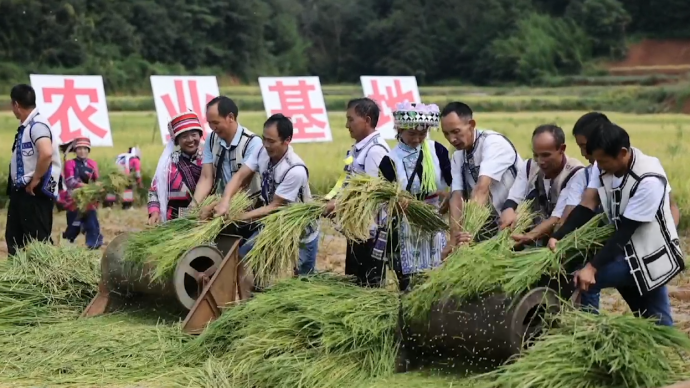 云南一山区用5年突破无法种水稻瓶颈，村民吃上自己种的粮食