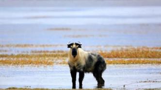 甘肃尕海则岔国家级自然保护区内首次监测到羚牛