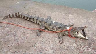 河北一景区内非法放生鳄鱼捕捞上岸：湖水不宜生存致鳄鱼死亡