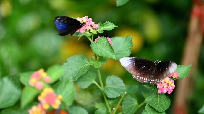 近7万只蝴蝶将陆续放飞！上海动物园第九届蝴蝶展开幕