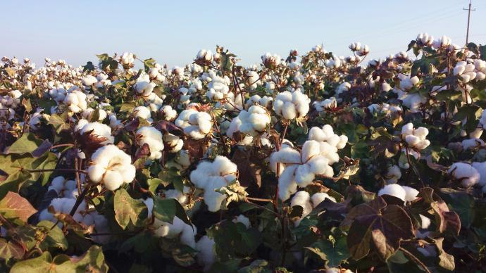 新疆棉花进入采收期，中棉协预计今年将迎丰产