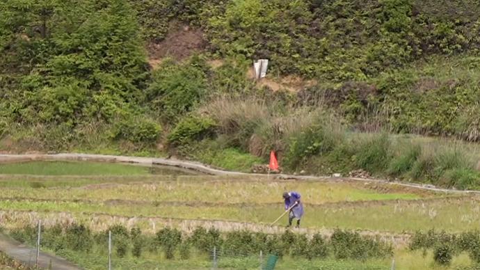 青山绿水追梦人丨浙江泰顺“土专家”的田间七年