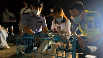 上海嘉定百余宠物被装快递盒遗弃路边，相关幼猫犬现均已被领养
