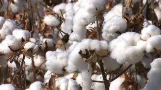 “90后”新农人：用“黑科技”种下3000亩棉花