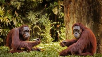 红猩猩体检时配合度满分，游客：比小朋友都乖！
