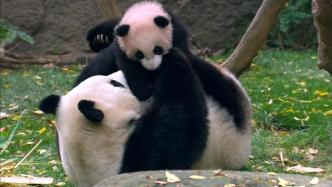 促进中美友谊“使者”：大熊猫“白云”的国庆问候