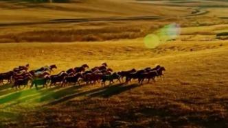 国家林草局：6匹普氏野马在内蒙古放归自然