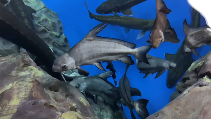 “神奇”的動物在上海|胭脂魚:從繁盛、瀕危到人工續命