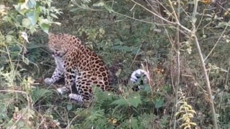 东北虎豹国家公园人员巡查偶遇野生东北豹，双方对视30多秒