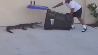 智斗！美国一男子用垃圾箱成功捕获短吻鳄