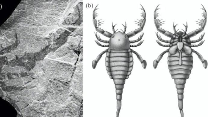中国首次发现4.3亿年前混翅鲎化石，体长1米形似蝎子
