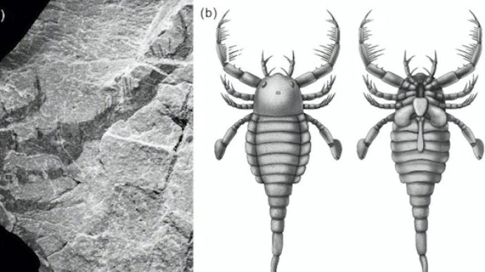 中國首次發現4.3億年前混翅鱟化石，體長1米形似蝎子