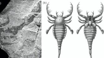 中国首次发现4.3亿年前混翅鲎化石，体长1米形似蝎子
