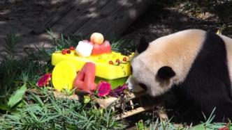 过生日啦！上海三只大熊猫宝宝集体庆生，来看特制蛋糕和礼物