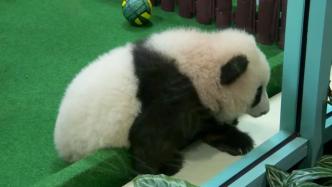 首次公开亮相！第三只在马来西亚出生的大熊猫宝宝与观众见面