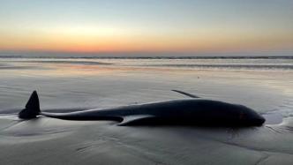 10余头疑似海豚在上海金山海边搁浅，已打捞起四具尸体