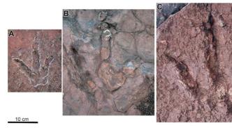 恐龙新发现：云南最大兽脚类恐龙足迹点公布