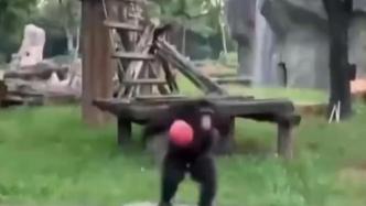 广州动物园黑猩猩朝游客扔苹果，保育员：模仿游客的不良投喂